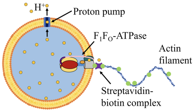 File:Protoflagellar-motor.png