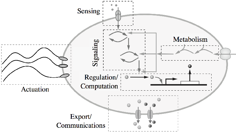 File:Synthetic-cell-subsystems.png