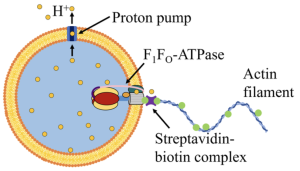 {Conceptual diagram of ATP synthase-powered protoflagellum}