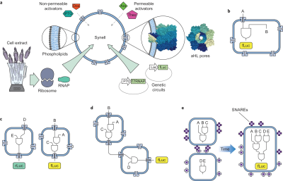 {Adamala et al., 2017 Figure 1}