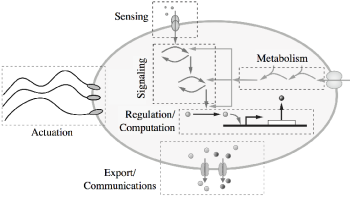 {Conceptual diagram of a developer cell}